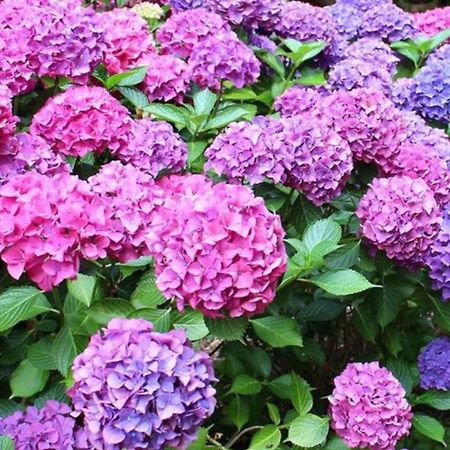 La Casita De Las Hortensias Ortigosa del Monte エクステリア 写真